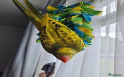 Ringnecks birds for sale: Beautiful female ringneck  - Advert 5