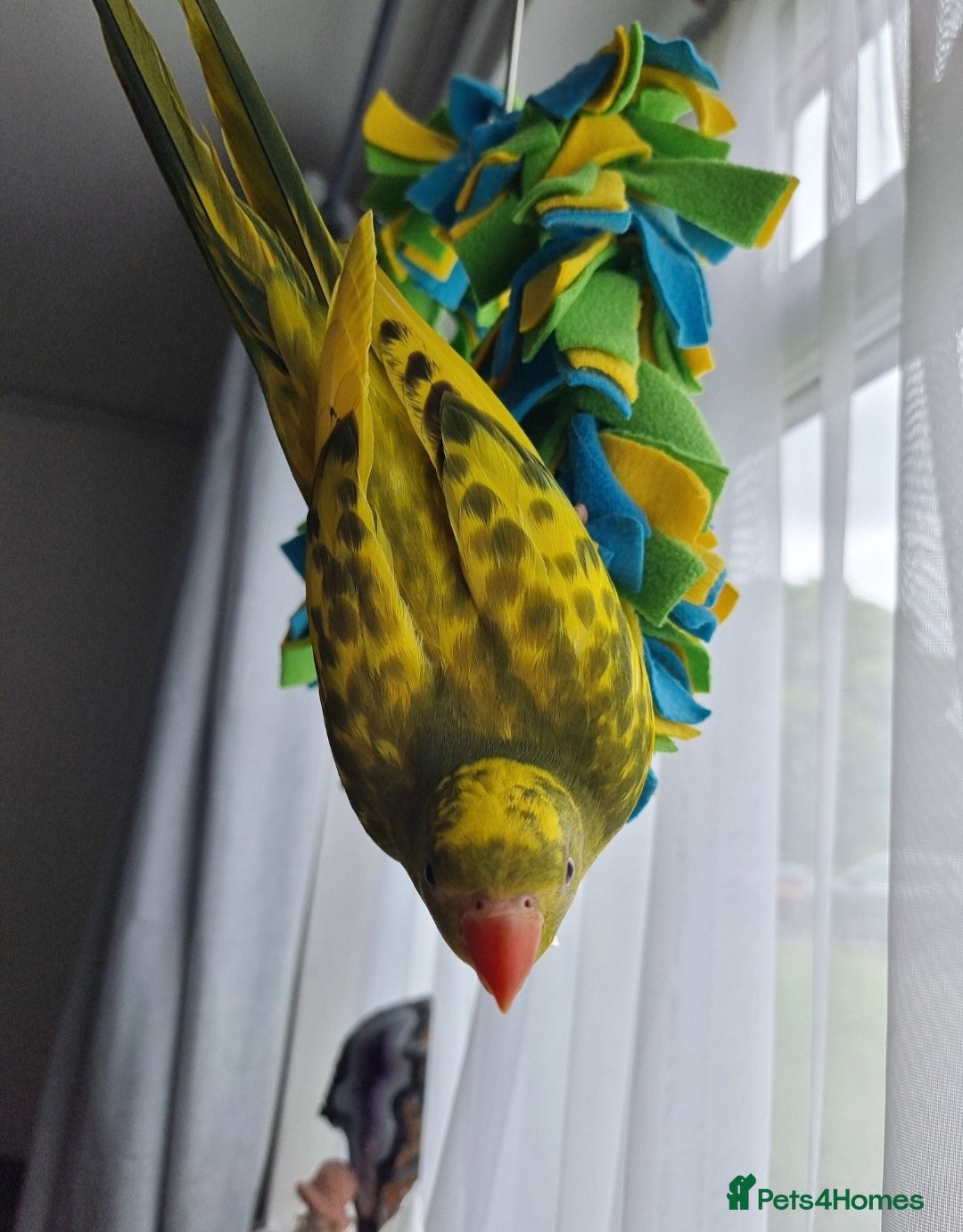 Ringnecks birds for sale: Beautiful female ringneck  - Advert 5