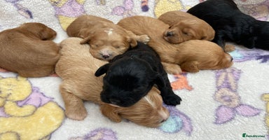 Cavapoo dogs - Advert 3