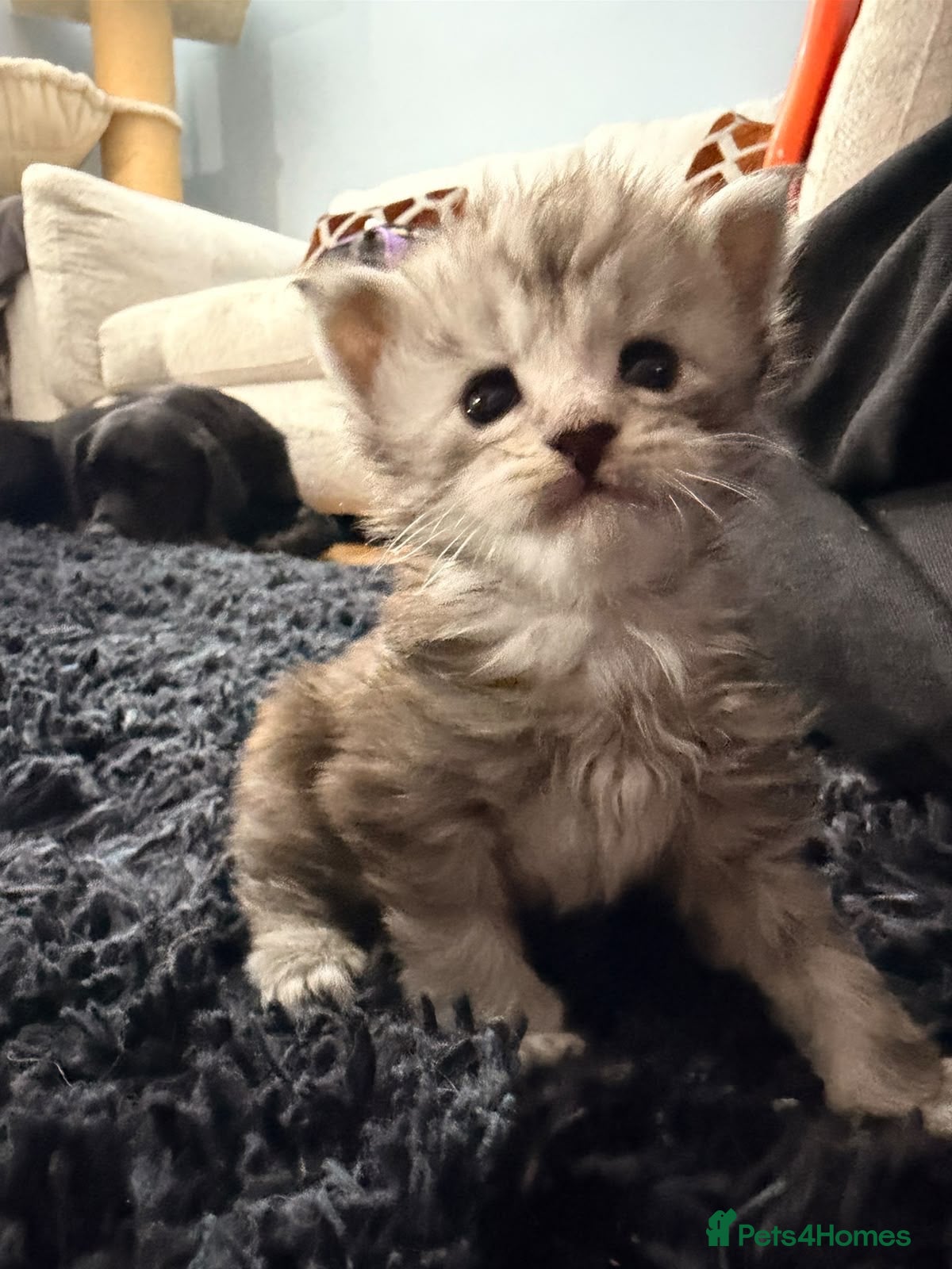 Maine Coon cats Beautiful pedigree Mainecoon kittens - Advert 2