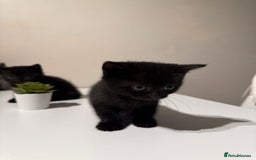 British Shorthair cats for sale: 🐾✨ 4 Tiny Superstars ✨🐾 - Image 11