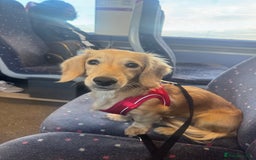 Miniature Dachshund dogs for sale: Bhodi  - Image 7