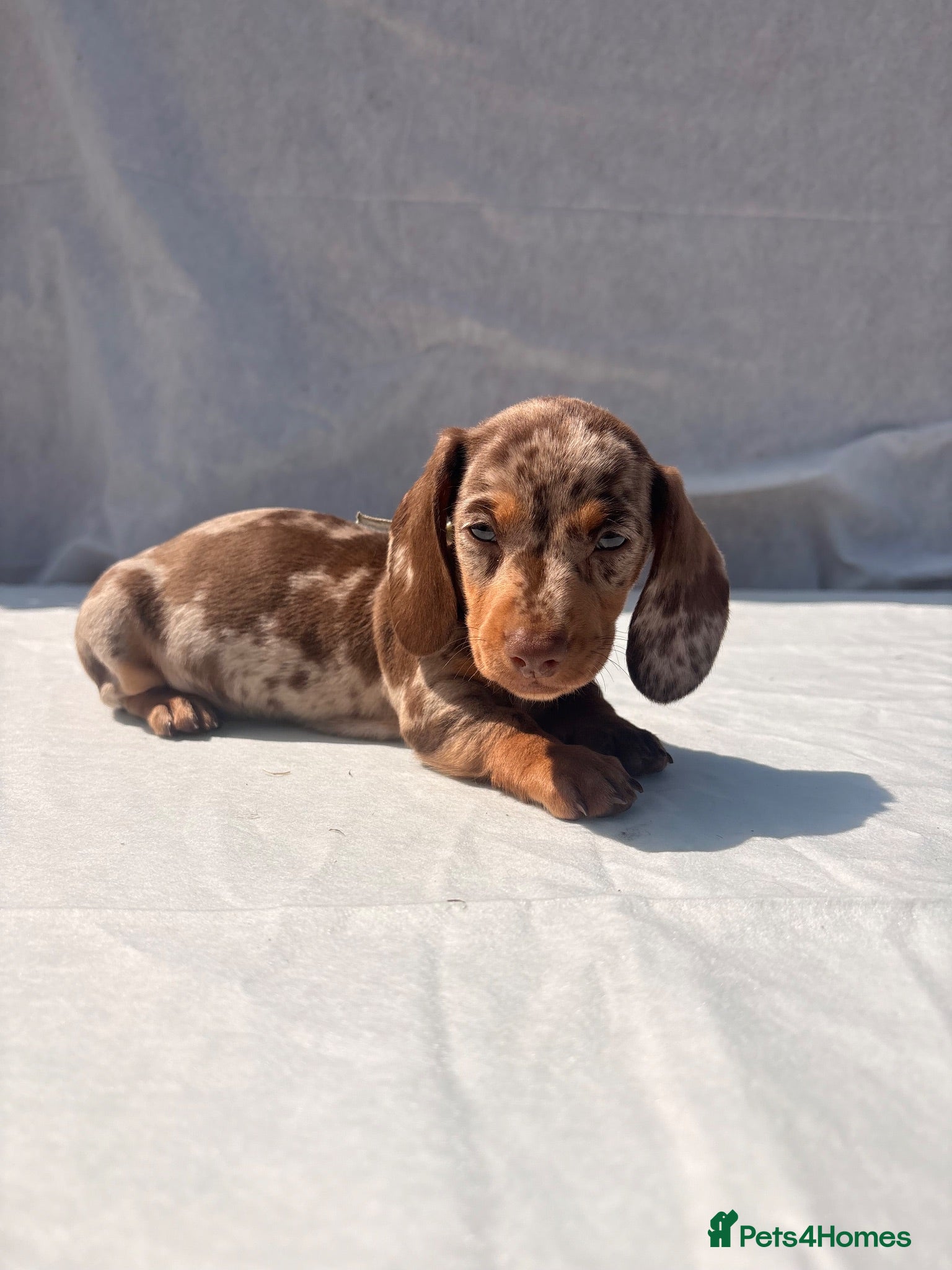 Miniature Dachshund dogs Beautiful mini dachshund  - Advert 16