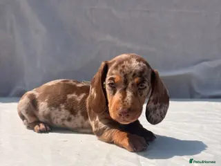 Miniature Dachshund dogs Beautiful mini dachshund - Advert 16