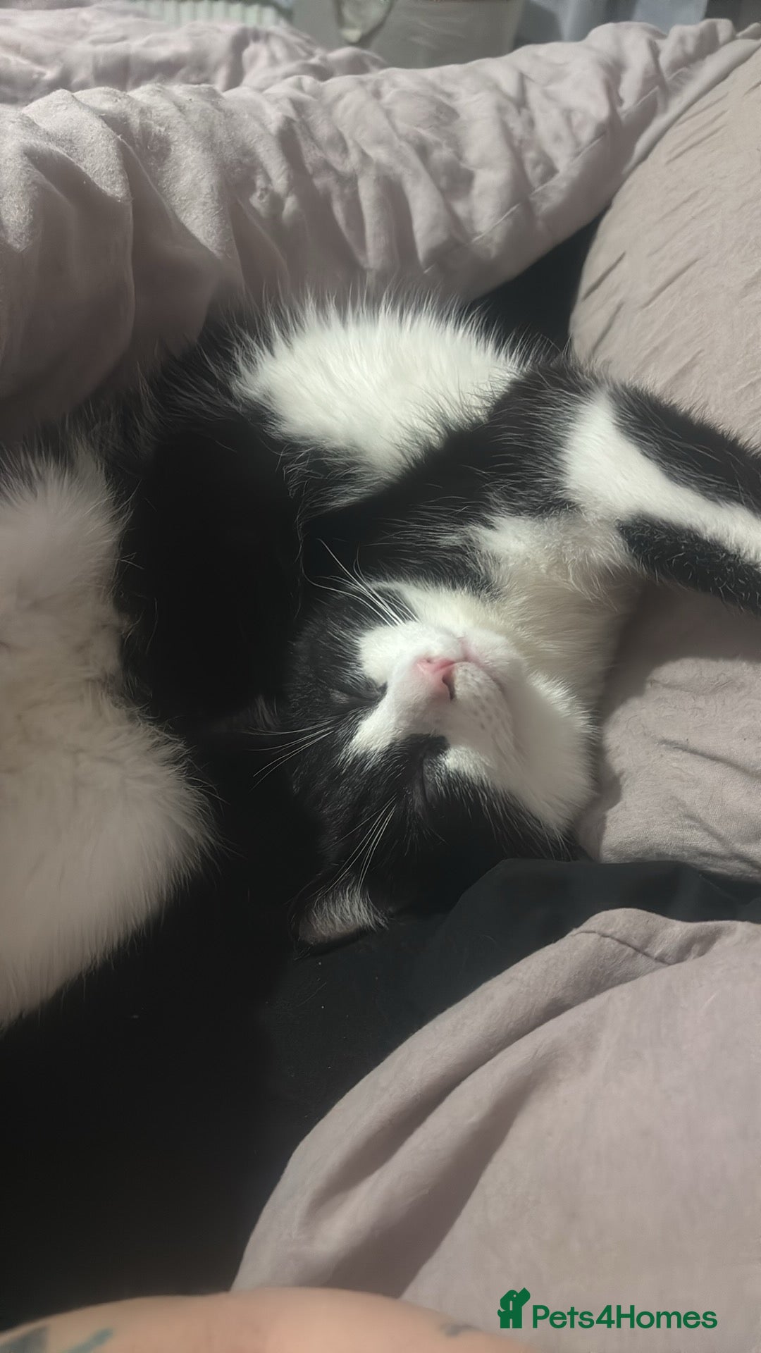 American Shorthair cats for sale: male cat  - Advert 1