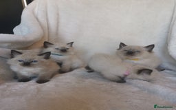 Ragdoll cats for sale: Health tested beautiful ragdoll kittens  - Image 11