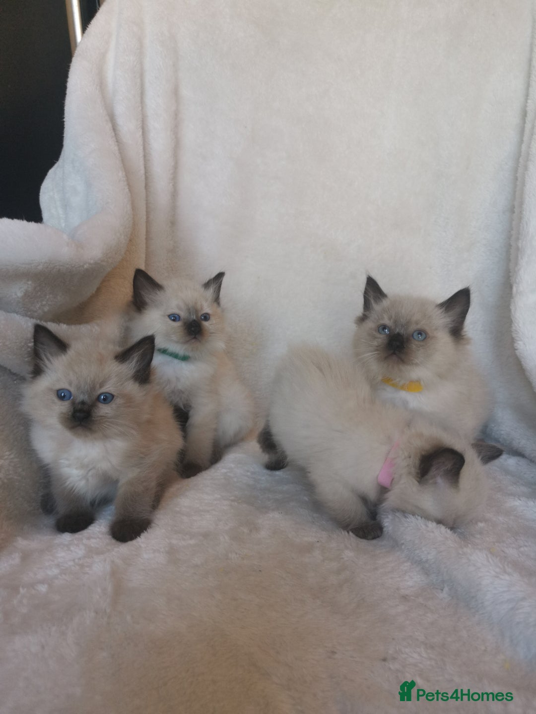 Ragdoll cats for sale: Health tested beautiful ragdoll kittens  - Image 11