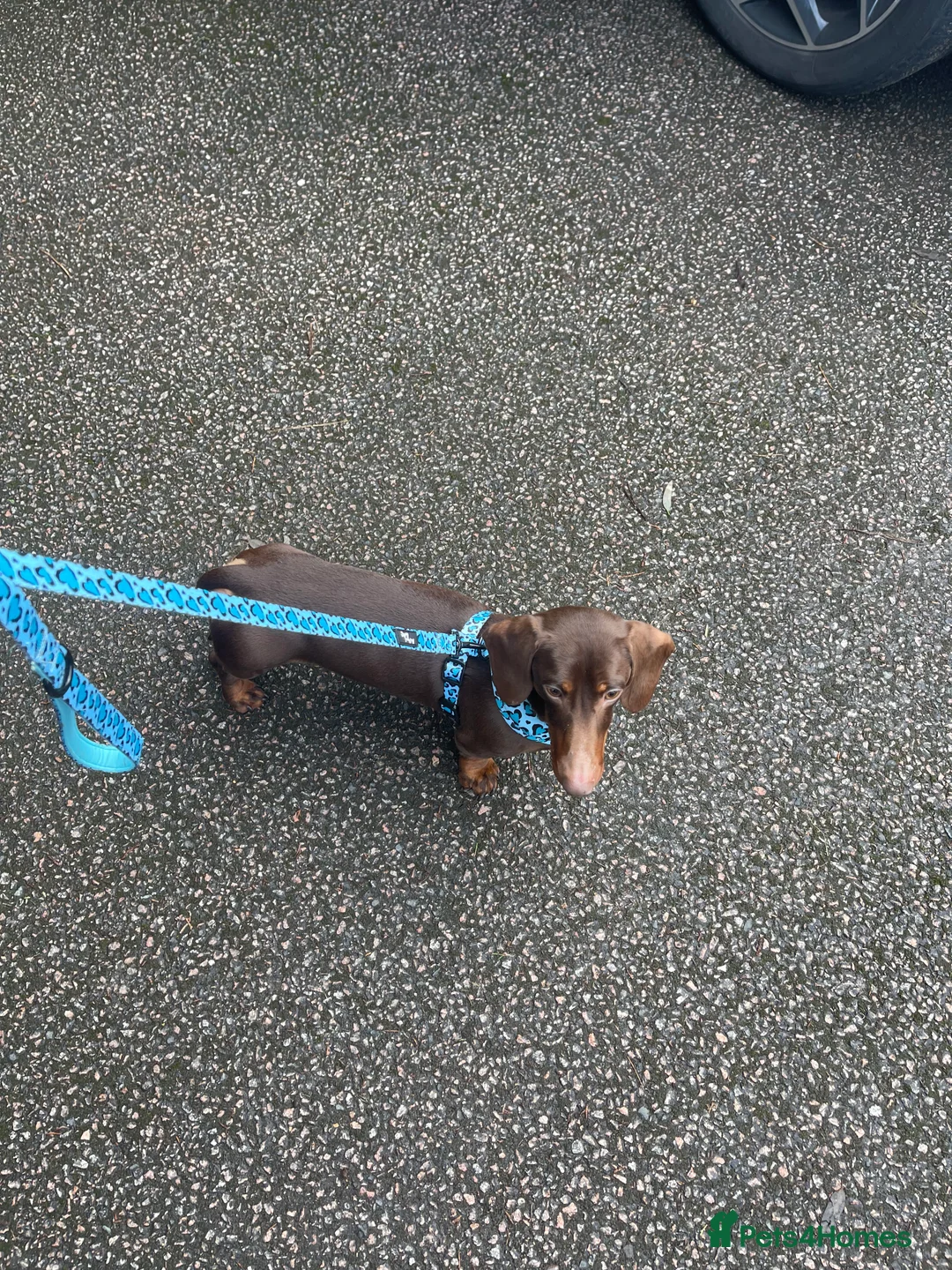 Miniature Dachshund dogs for stud: STUNNING MINIATURE DACHSHUND AVAILABLE AT STUD in Grays - Advert 32
