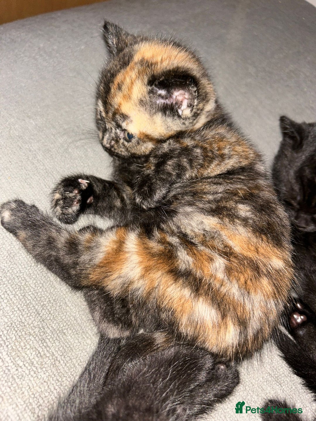 Mixed Breed cats for sale: 3 beautiful kittens  - Image 11