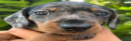 Miniature Dachshund dogs for sale: KC Miniature Dachshund Puppies For Sale - Advert 5