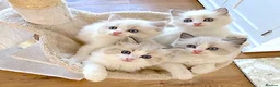 Ragdoll cats for sale: READY NOW *** INDOOR FULL PEDIGREE RAGDOLL KITTENS - Advert 6