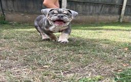 English Bulldog dogs for sale: English Bulldog pups - Image 8