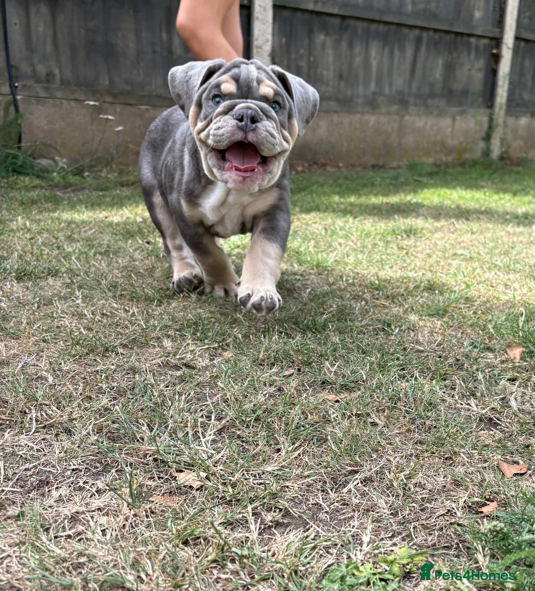 English Bulldog dogs for sale: English Bulldog pups - Image 8
