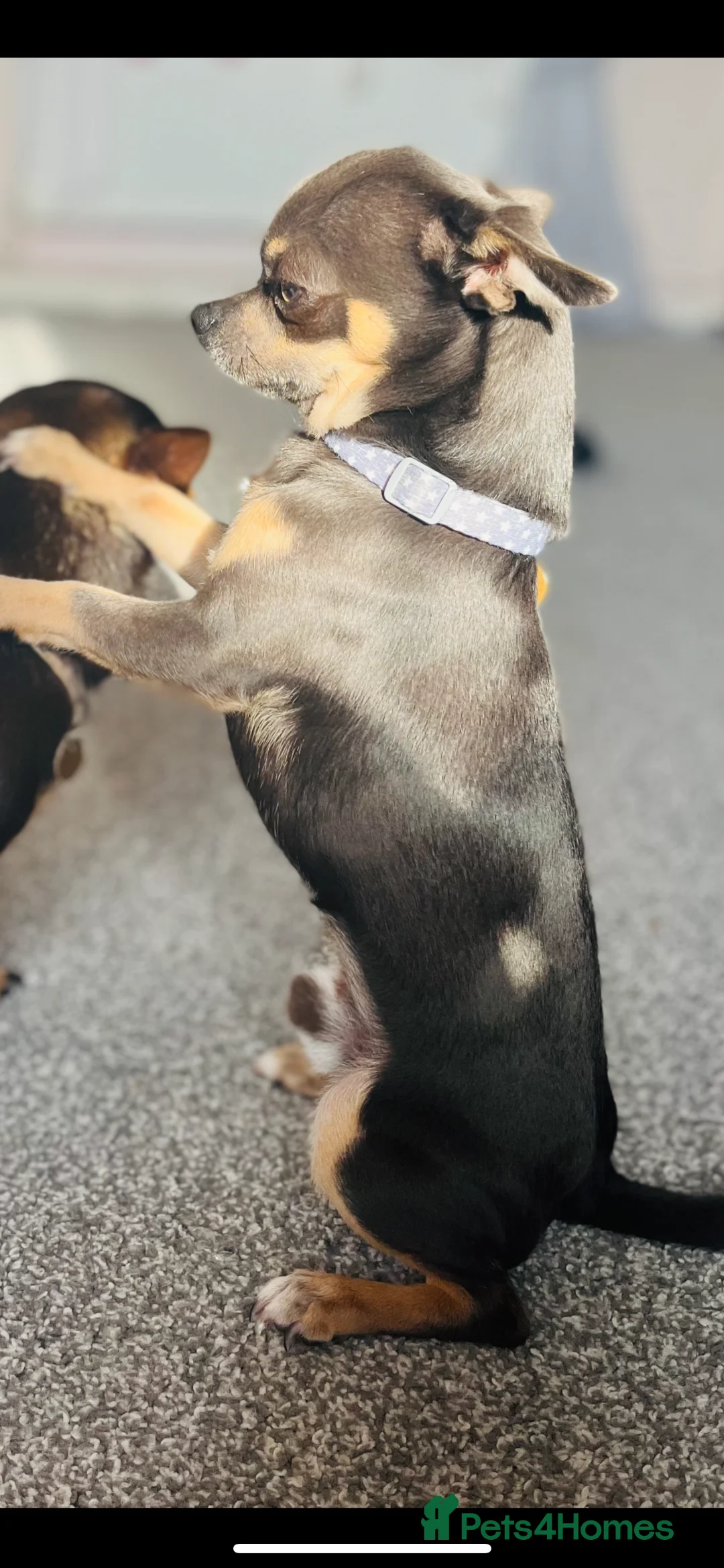 Chihuahua dogs for stud: Small chihuahua stud only not for sale proven  in Bury Saint Edmunds - Advert 21