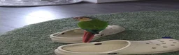 Conures birds for sale: 3 month old Yellow sided Green Cheek Conure  - Advert 7