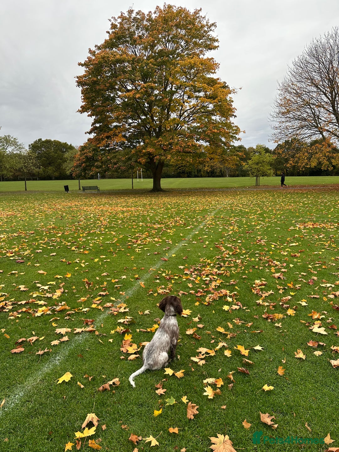 Cocker Spaniel dogs for sale: Sadly having to re-home my 5 month old puppy - Advert 14
