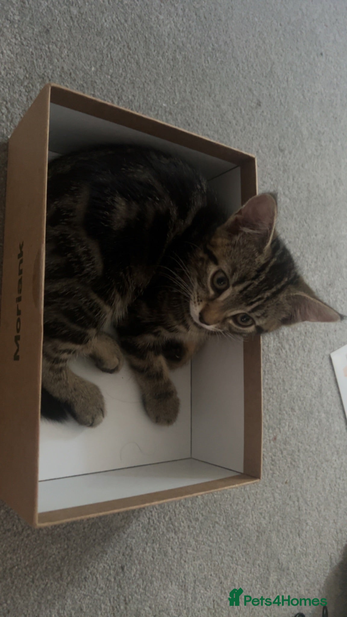 Mixed Breed cats Female tabby cat - Advert 14