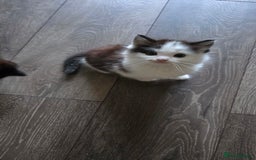 Mixed Breed cats for sale: Adorable kittens - Image 1