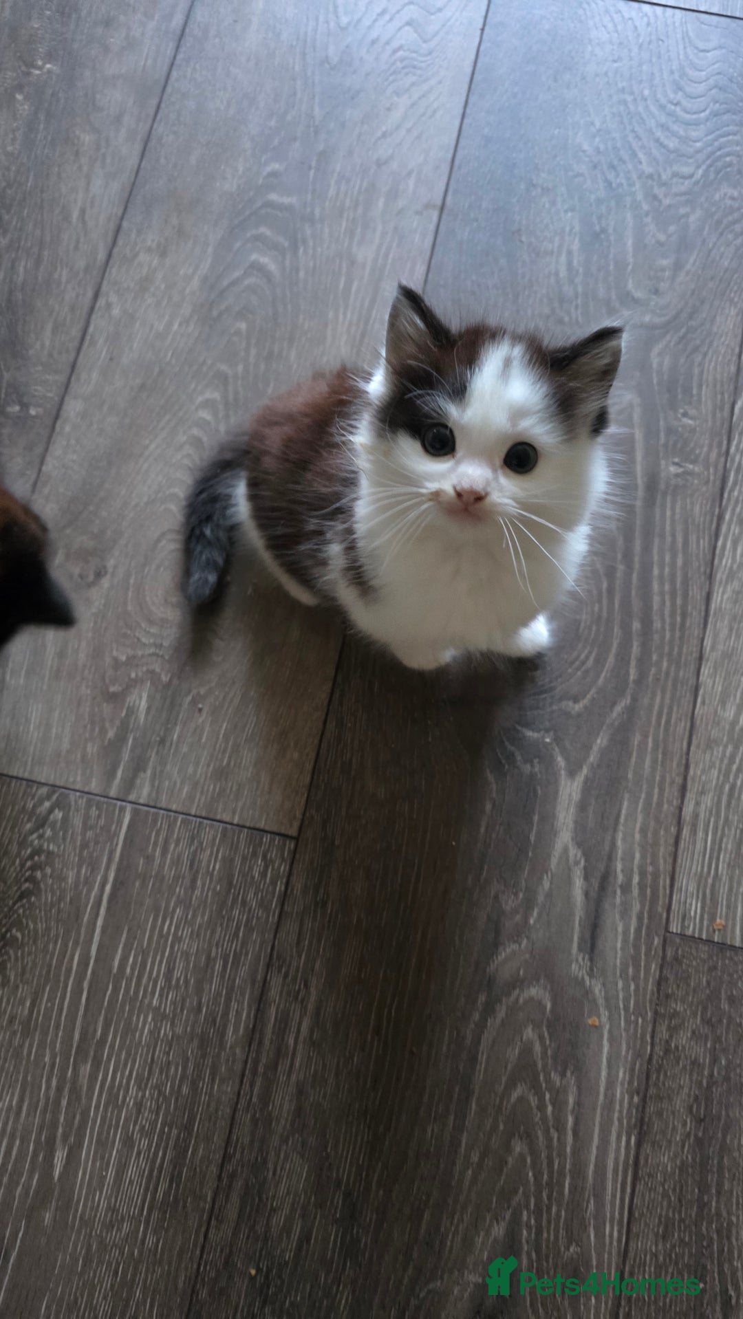 Mixed Breed cats for sale: Adorable kittens - Image 1