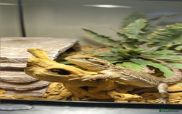 Dragon reptiles for sale: Great little Rankins Dragon - Image 5