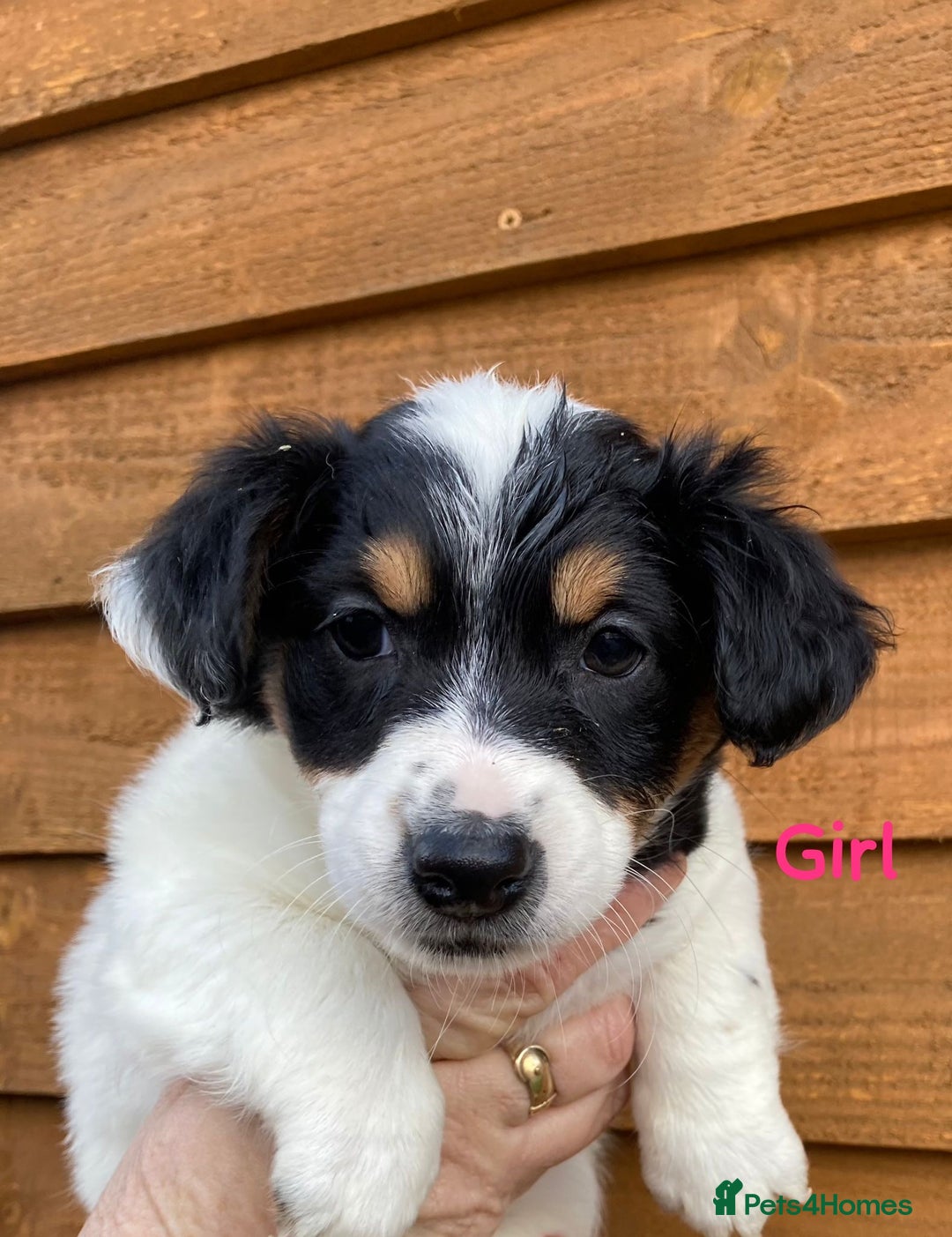 Jack Russell dogs for sale: Our 5 beautiful Jack russle pups for sale  - Advert 5