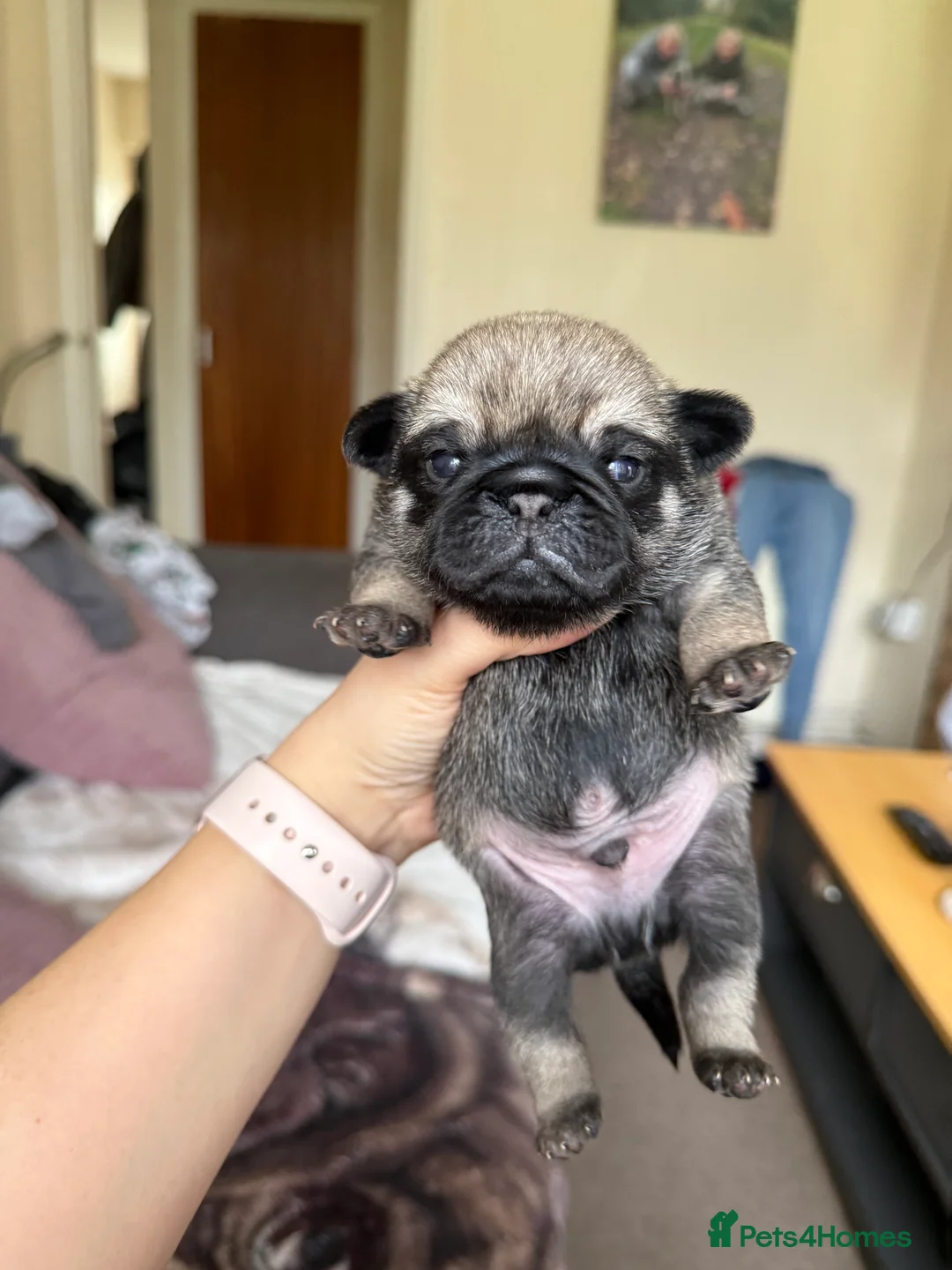 Pug dogs for sale: Pug puppies for sale  - Advert 14