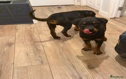 Rottweiler dogs for sale: BOY/GIRL Rottweiler Siblings  - Advert 5