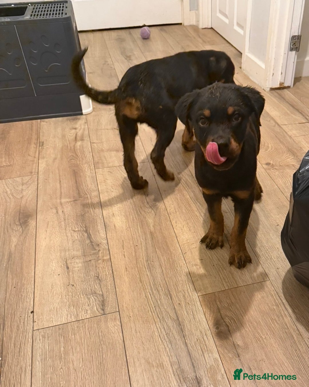 Rottweiler dogs for sale: BOY/GIRL Rottweiler Siblings  - Advert 5