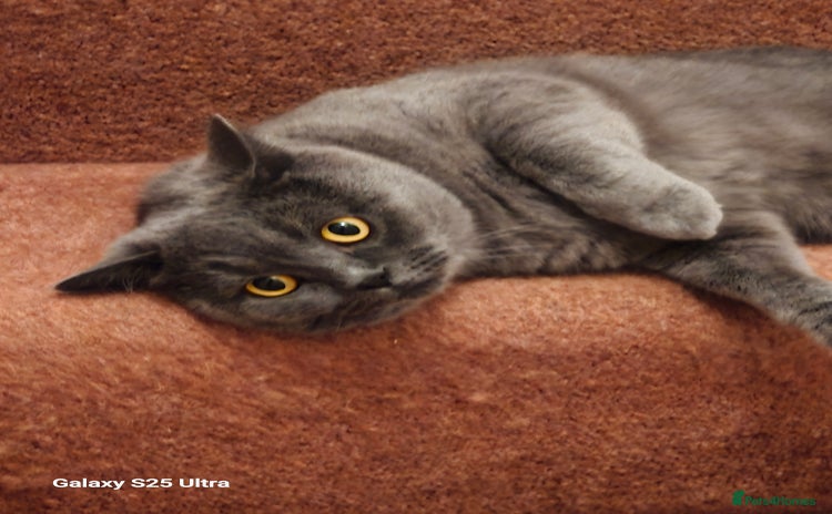British Shorthair cats - Advert 13