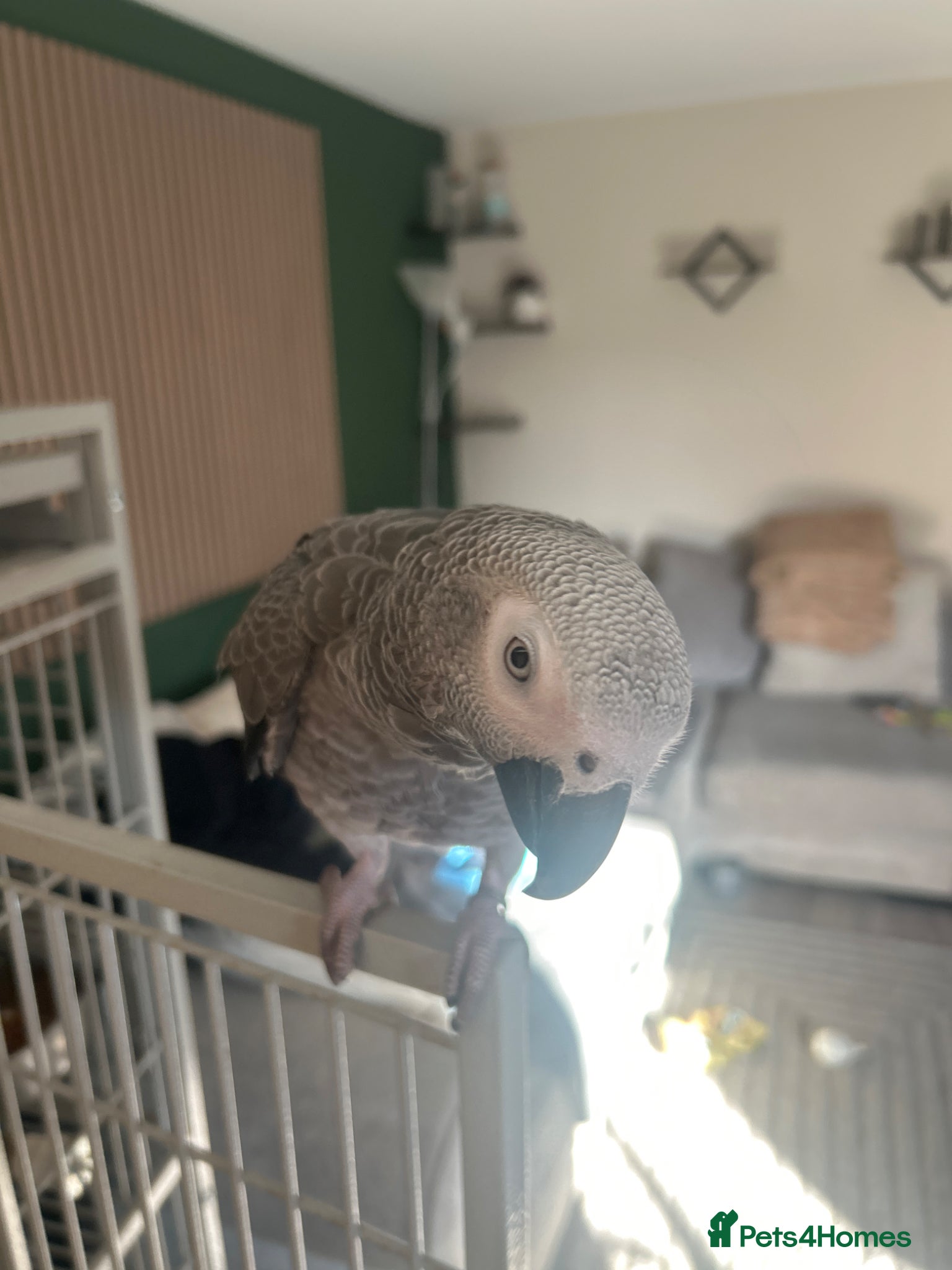 Parrots birds Bobby the African grey  - Advert 1