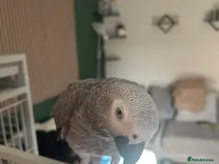 Parrots birds Bobby the African grey - Advert 1