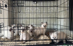 Ragdoll cats for sale: Loving Ragdoll Kittens  - Image 2