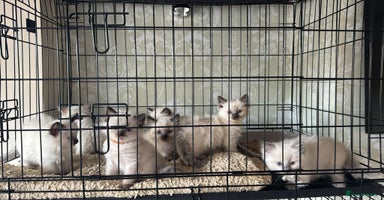 Ragdoll cats - Advert 2