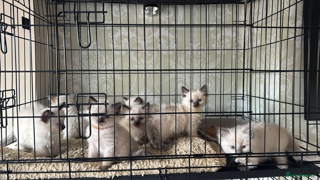 Ragdoll cats for sale: Loving Ragdoll Kittens  - Image 2