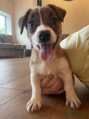 Jack Russell dogs - Advert 7