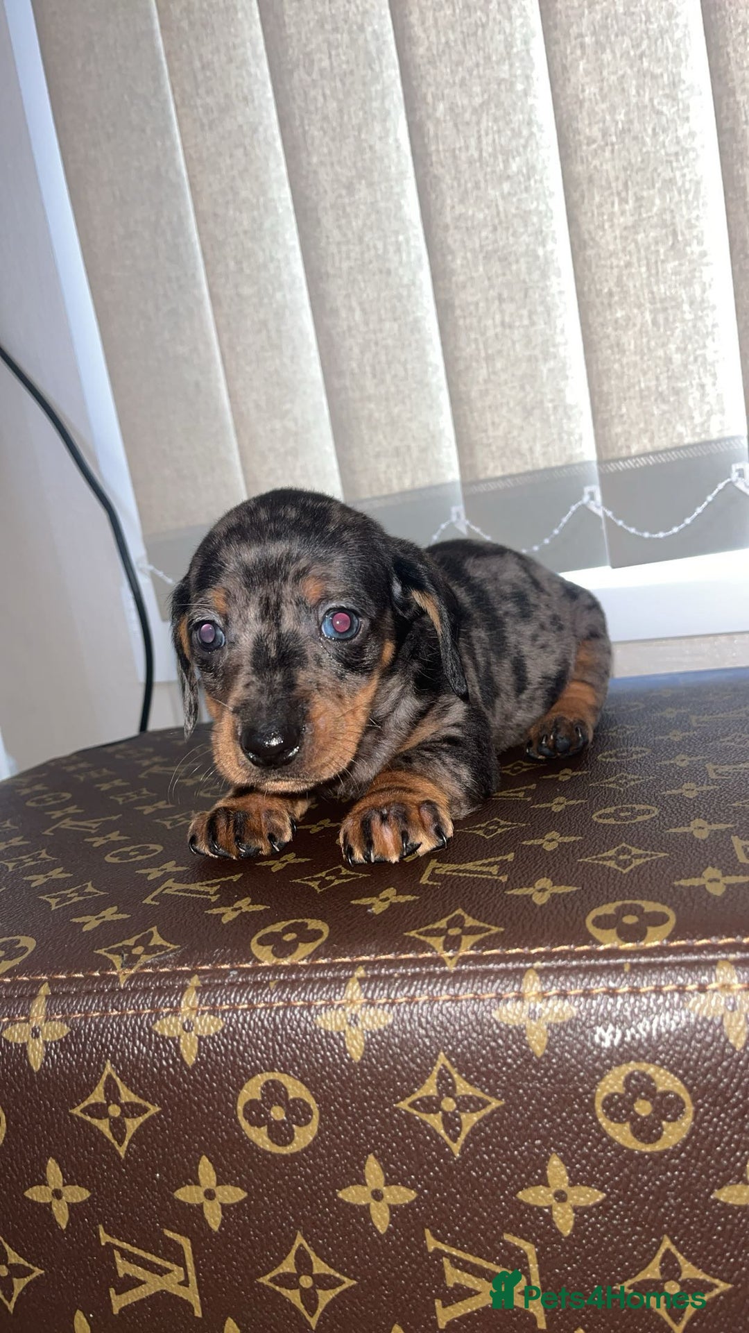 Miniature Dachshund dogs for sale: Miniature dachshund puppies - Advert 11