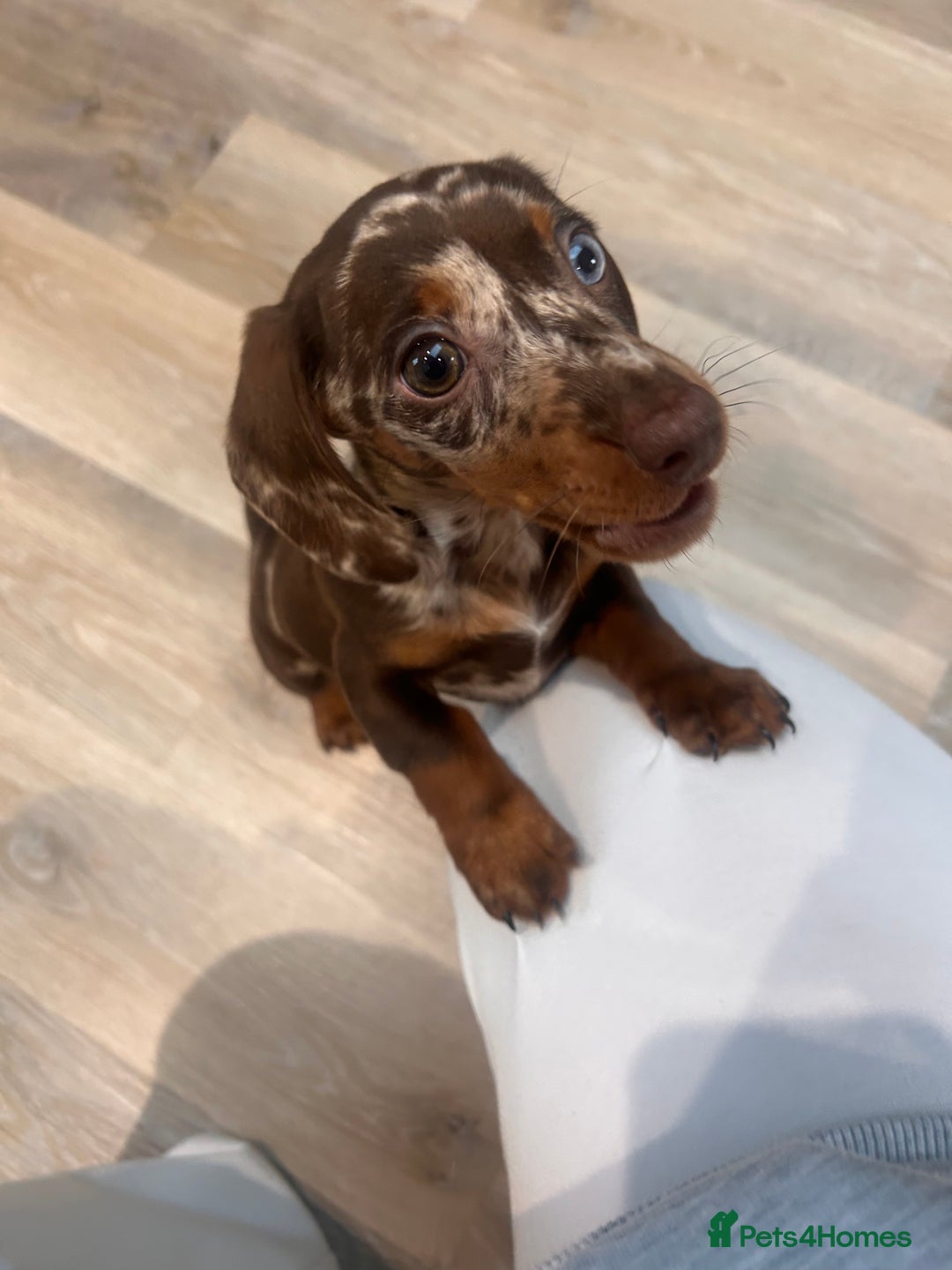 Miniature Dachshund dogs for sale: Beautiful dapple boy - Advert 3