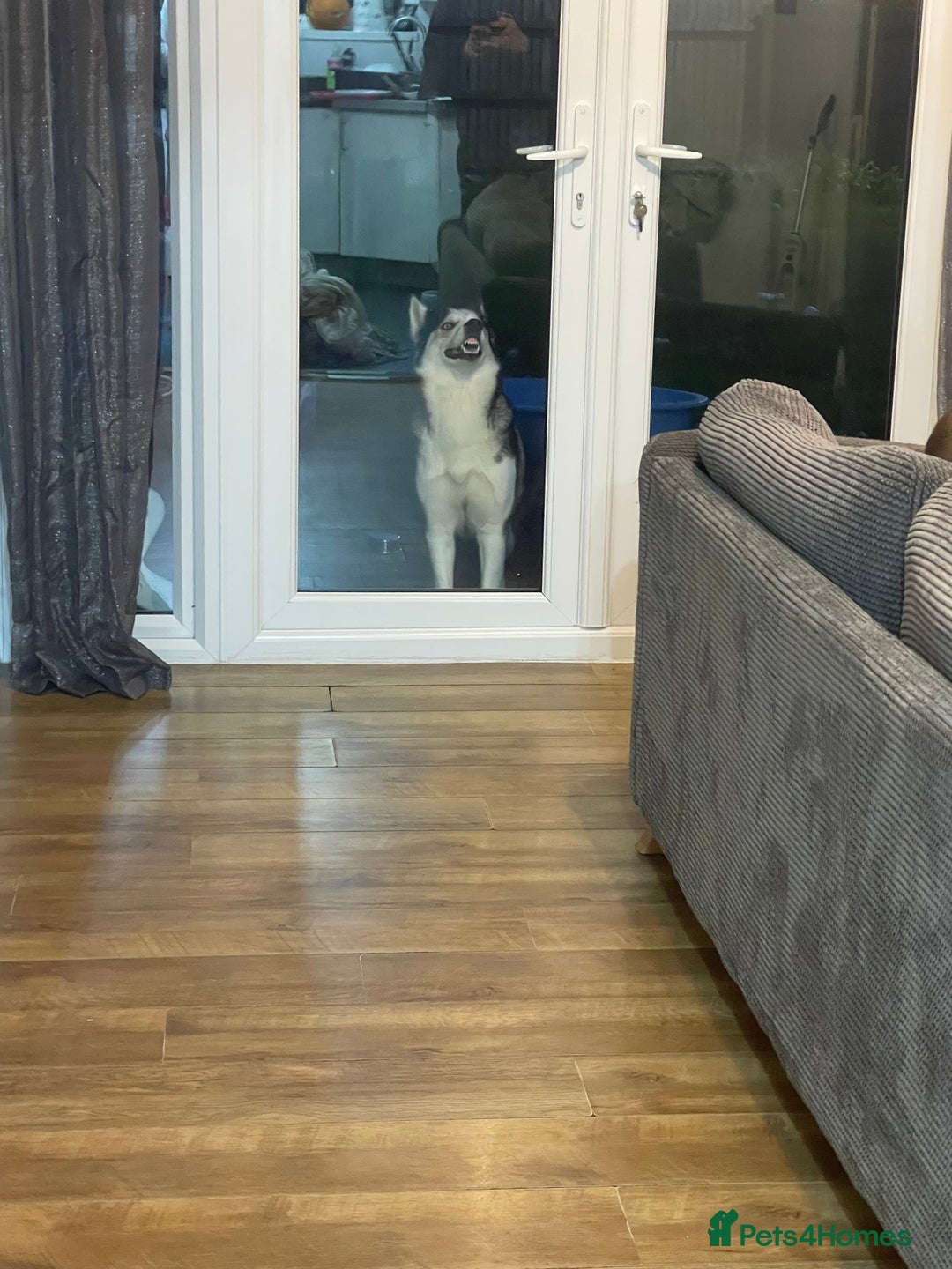 Siberian Husky dogs for sale: 4 year old Siberian  husky  - Advert 11