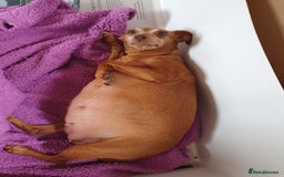 Miniature Pinscher dogs for sale: Miniature Pinscher Last boy pup show potential  - Image 10