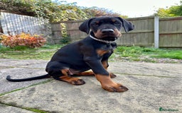 Dobermann dogs for sale: Pregnancy Confirmed - European Doberman Puppies - Image 5