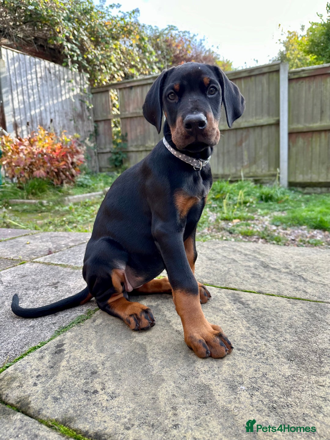 Dobermann dogs for sale: Pregnancy Confirmed - European Doberman Puppies - Image 5