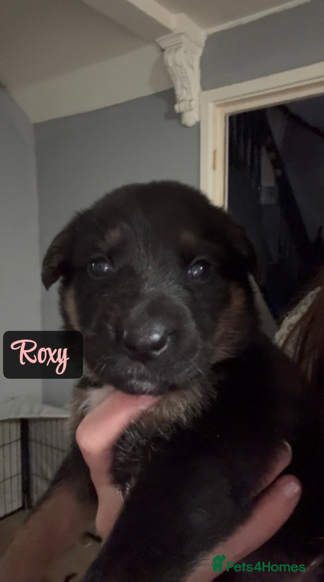 Shepsky dogs for sale: 9 beautiful Shepsky puppies in Doncaster - Advert 22