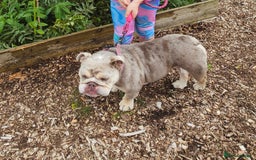 English Bulldog dogs for sale: Fawn Merle English Bulldog Female  - Image 6