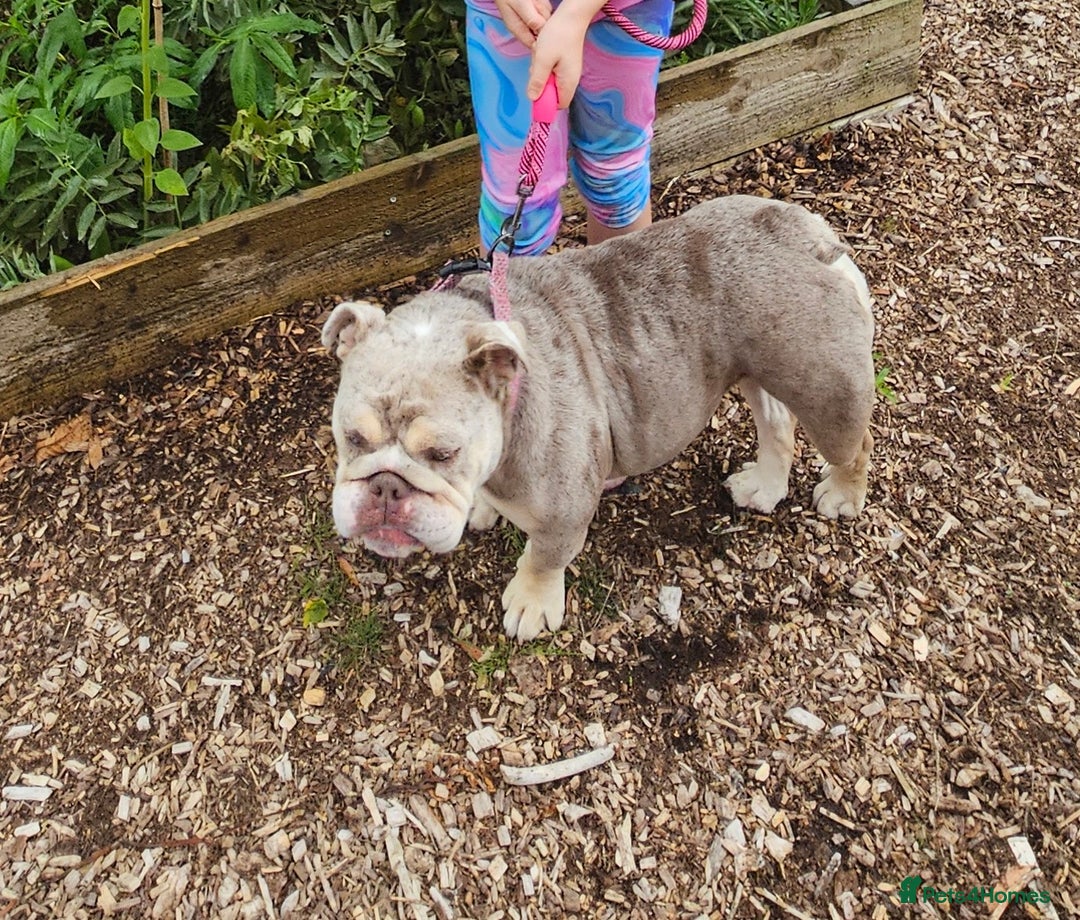 English Bulldog dogs for sale: Fawn Merle English Bulldog Female  - Image 6