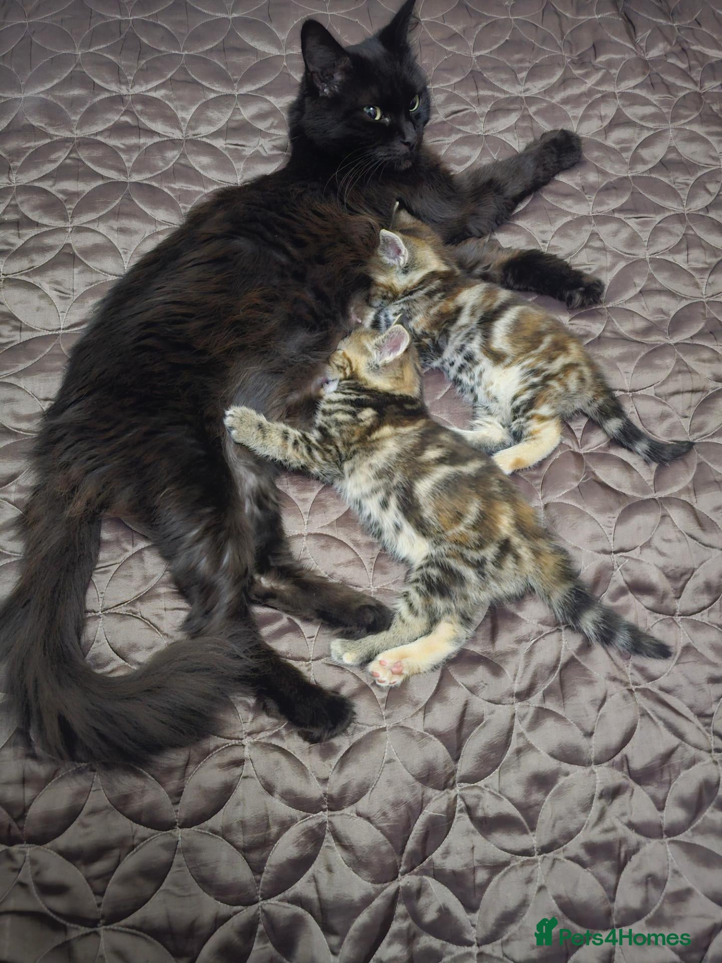 Mixed Breed cats Two adorable long fur kittens for sale - Advert 1