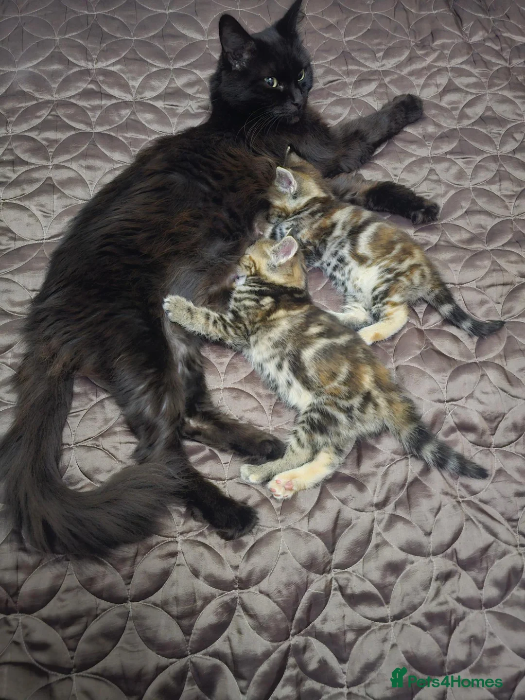 Mixed Breed cats for sale: Two adorable long fur kittens for sale in Telford - Advert 1
