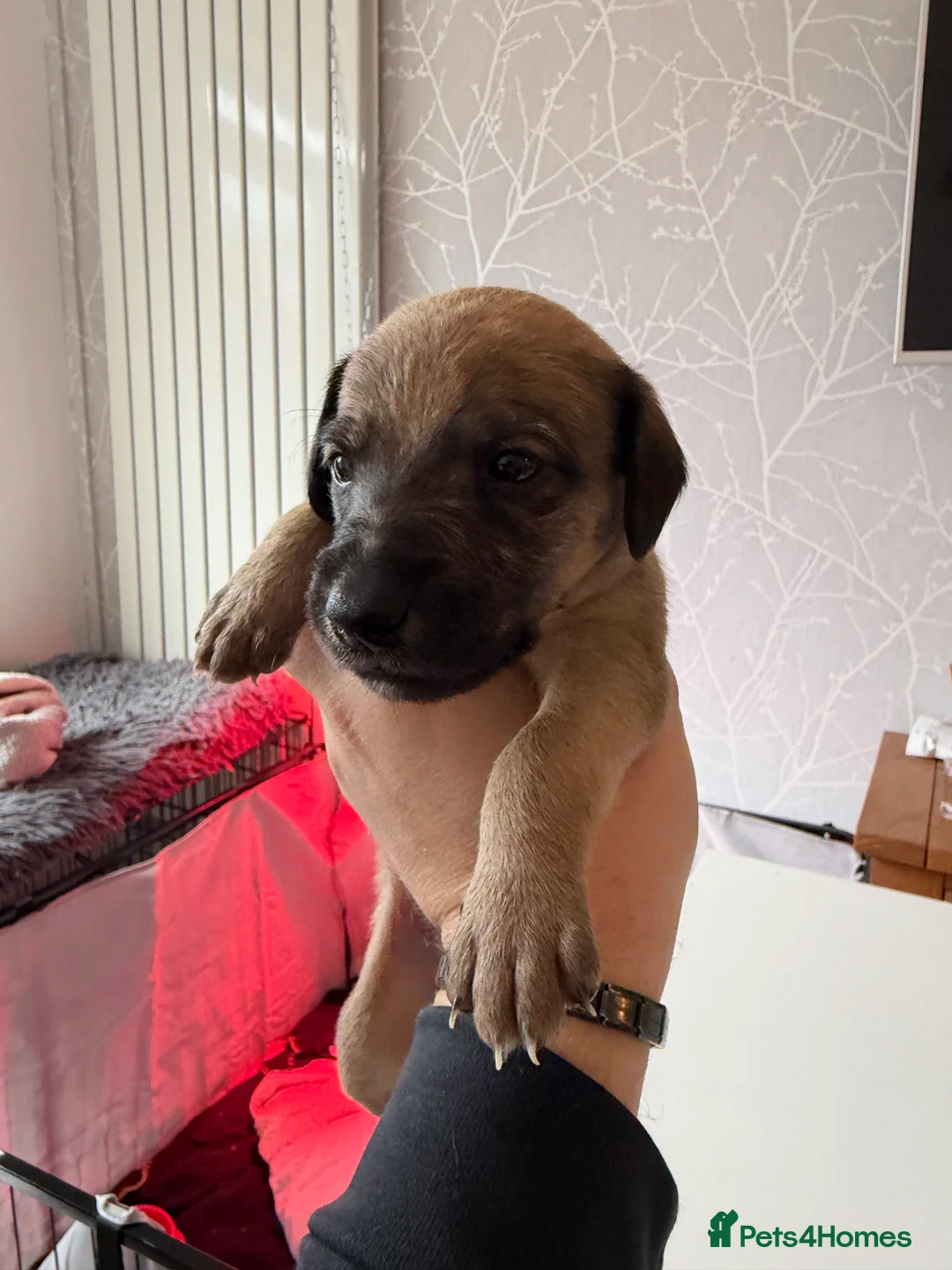 Mixed Breed dogs for sale: Bedlington x Whippet - Advert 14