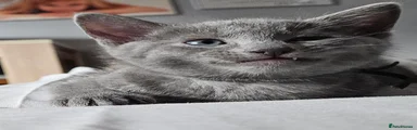 Russian Blue Kitten 2