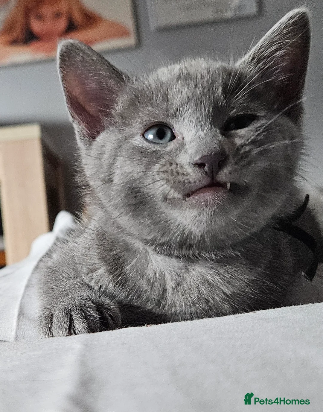 Russian Blue cats for sale: Russian Blue kittens 😸  - Advert 2