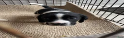 Mixed Breed dogs for sale: Beautiful beagle x springer puppy’s !! - Advert 11